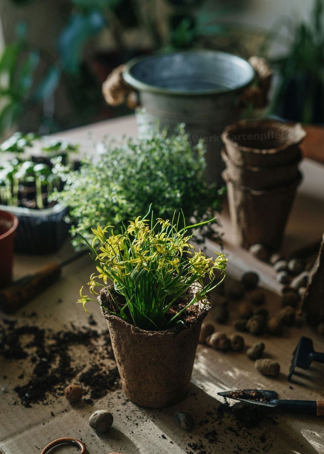 GrünWerk Gartenpflege 10